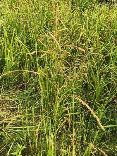 Glyceria pulchella, photographed by Jason Grant