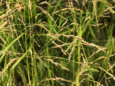 Glyceria pulchella, photographed by Jason Grant