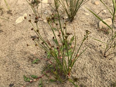 Juncus alpinoarticulatus, photographed by Jason Grant