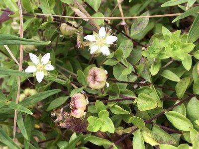 Wilhelmsia physodes, photographed by Jason Grant