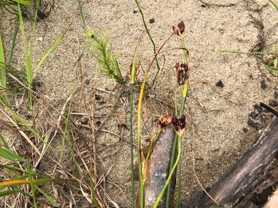 Juncus castaneus, photographed by Jason Grant