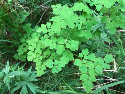 Thalictrum sparsiflorum, photographed by Jason Grant