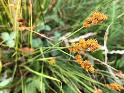 Carex crawfordii, photographed by Jason Grant
