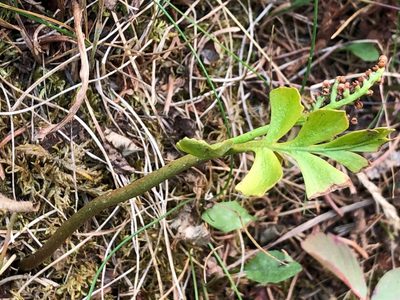 Botrychium alaskense, photographed by Jason Grant