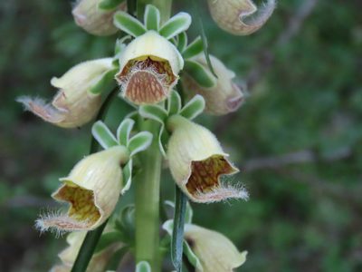 Digitalis ferruginea, photographed by Emanuele Santarelli