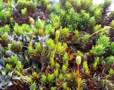 Polytrichastrum sexangulare, photographed by George Greiff