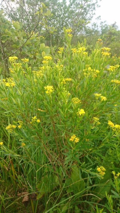 Hypericum densiflorum, photographed by Sindupa De Silva