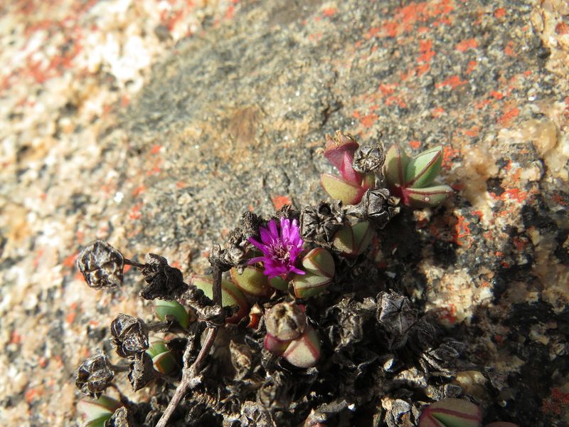 Antimima granitica, photographed by Jeremy Gilmore