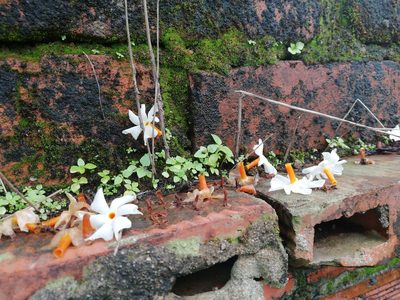 Nyctanthes arbor-tristis, photographed by Manoj Karingamadathil