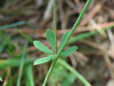Lotus herbaceus, photographed by Emanuele Santarelli