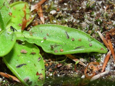 Pinguicula vallis-regiae, photographed by Emanuele Santarelli