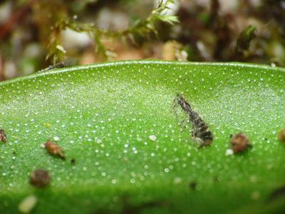 Pinguicula vallis-regiae, photographed by Emanuele Santarelli