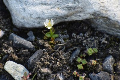 Parnassia kotzebuei, photographed by Syd Cannings