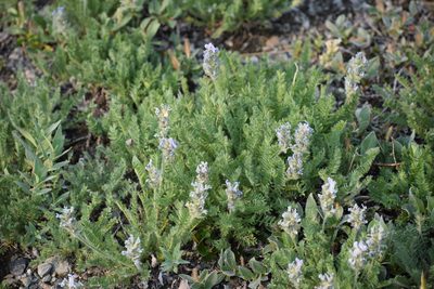 Oxytropis borealis, photographed by Syd Cannings
