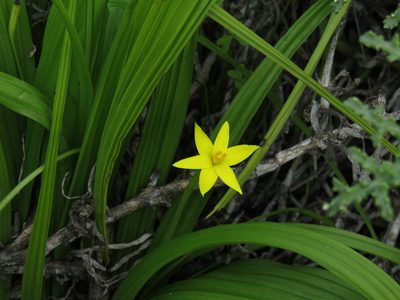 Empodium veratrifolium, photographed by Jeremy Gilmore