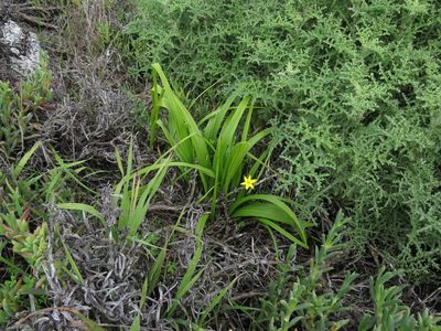 Empodium veratrifolium, photographed by Jeremy Gilmore
