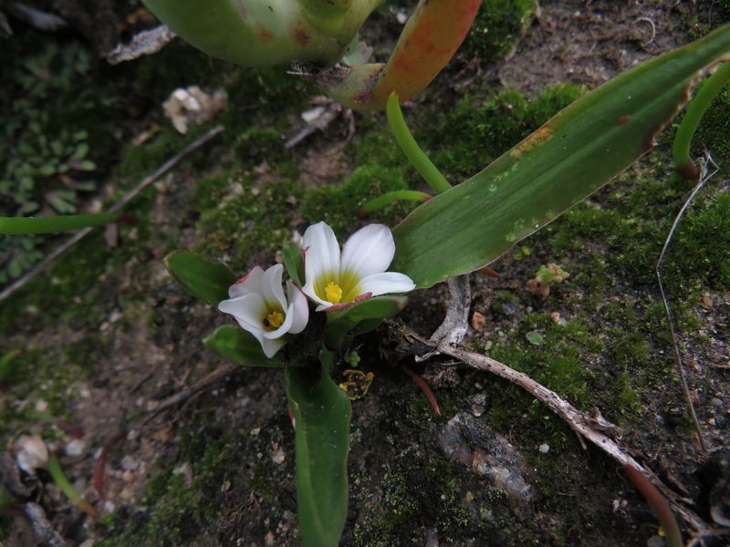 Moraea albiflora, photographed by Jeremy Gilmore