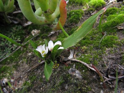 Moraea albiflora, photographed by Jeremy Gilmore