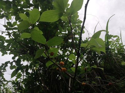 Ficus exasperata, photographed by Manoj Karingamadathil