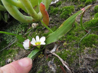 Moraea albiflora, photographed by Jeremy Gilmore