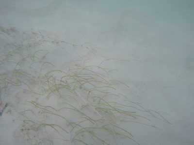 Syringodium filiforme, photographed by Eric Knight