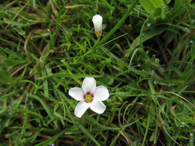 Oxalis pusilla, photographed by Jeremy Gilmore