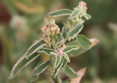 Atriplex suberecta, photographed by Millie Basden