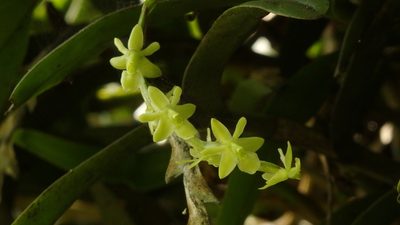 Epidendrum cardiophorum, photographed by Victor De la Cruz