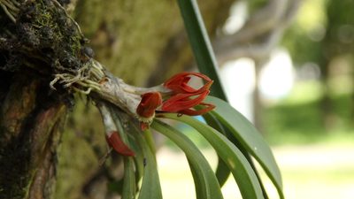 Specklinia tribuloides, photographed by Victor De la Cruz