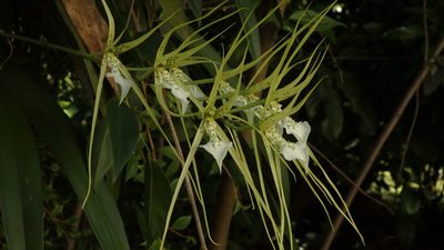 Brassia verrucosa, photographed by Victor De la Cruz