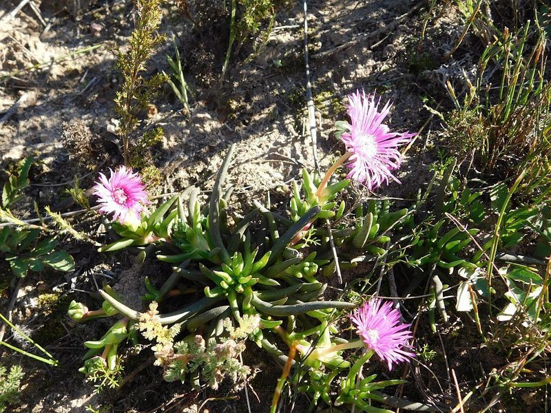 Cephalophyllum diversiphyllum, photographed by Klaus Wehrlin