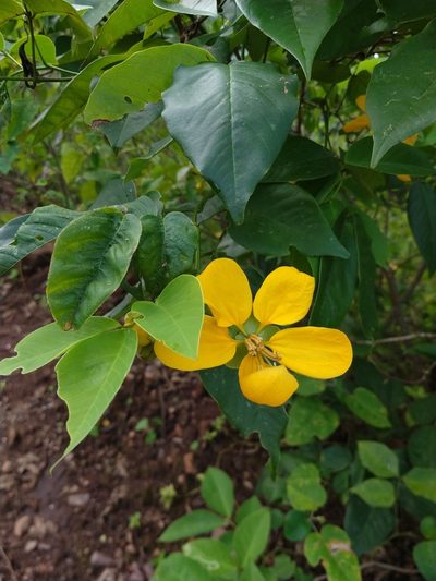 Senna georgica, photographed by Matthew Berigan