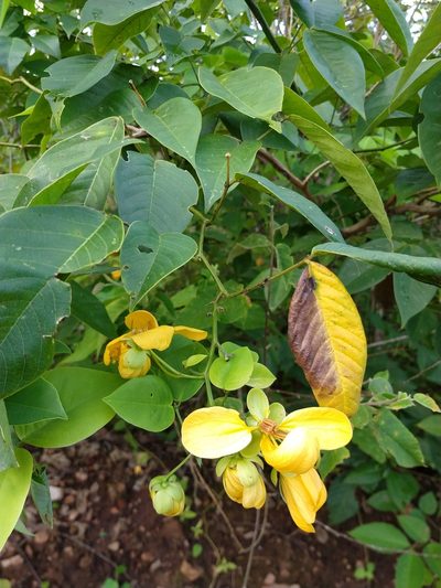 Senna georgica, photographed by Matthew Berigan