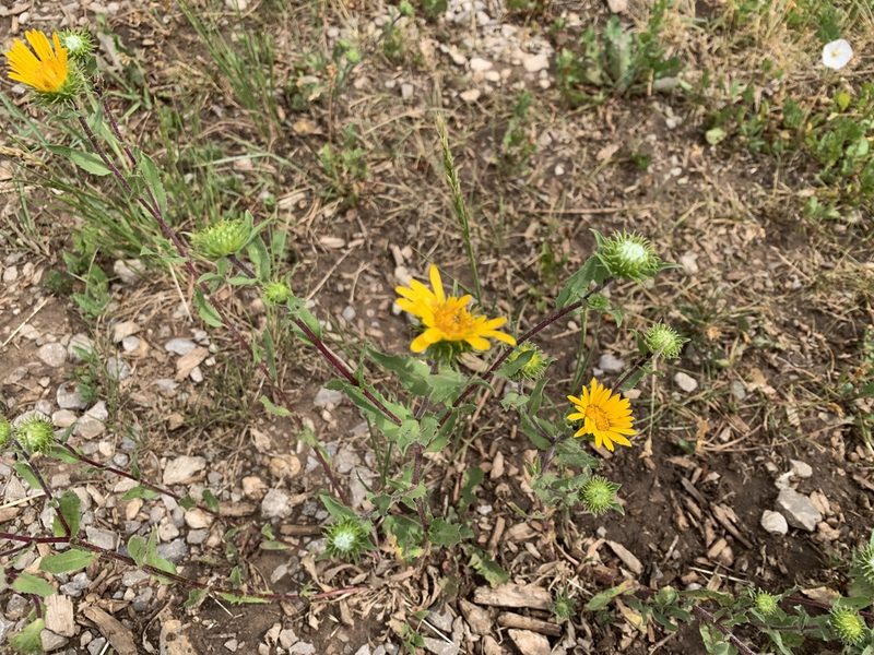 Grindelia scabra, photographed by CK2AZ