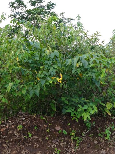 Senna georgica, photographed by Matthew Berigan