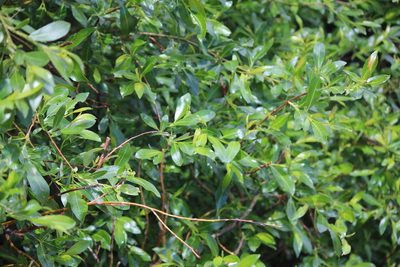 Salix planifolia, photographed by Ashwin Srinivasan