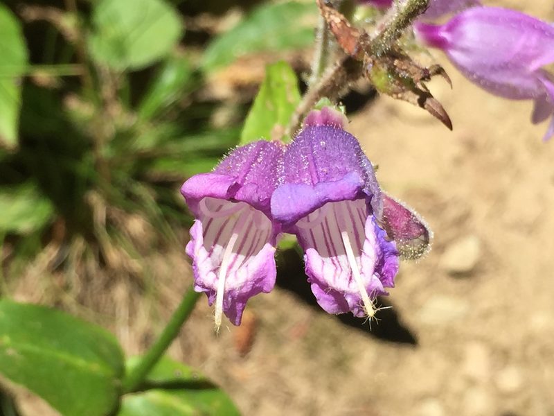 Penstemon rattanii, photographed by rappman