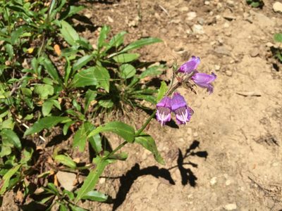 Penstemon rattanii, photographed by rappman