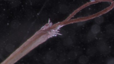 Blumea paniculata, photographed by S.MORE
