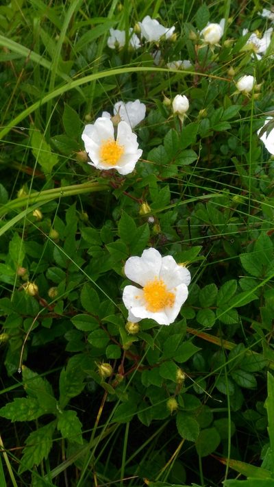 Rosa maximowicziana, photographed by Alexey Subote