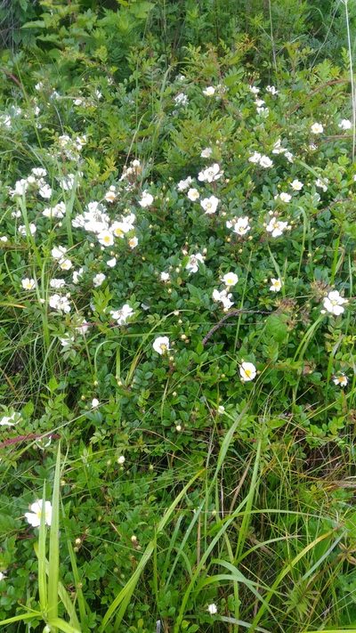 Rosa maximowicziana, photographed by Alexey Subote