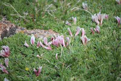 Trifolium nanum, photographed by Ashwin Srinivasan
