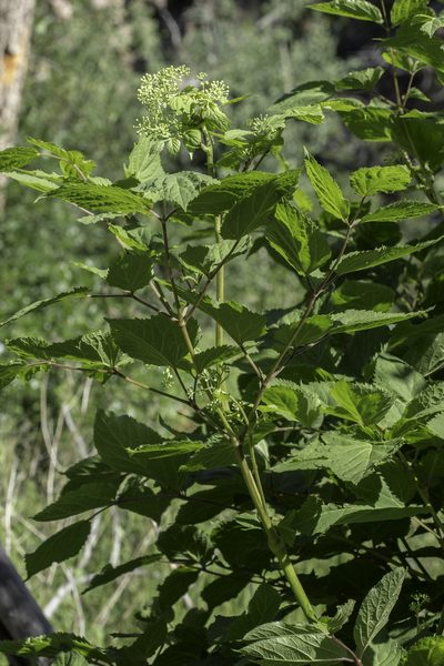 Aralia bicrenata, photographed by Craig Martin