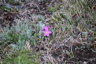 Primula angustifolia, photographed by Ashwin Srinivasan