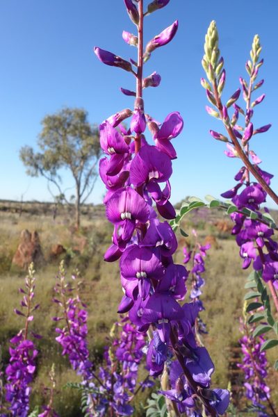 Swainsona maccullochiana, photographed by Thibaud Aronson