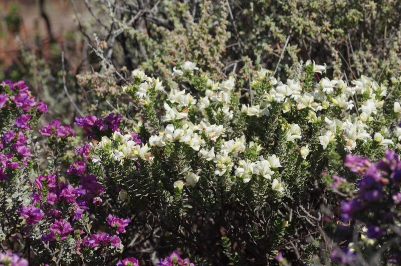 Eremophila cuneifolia, photographed by Thibaud Aronson