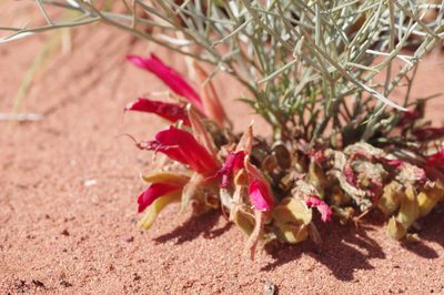 Leptosema chambersii, photographed by Thibaud Aronson