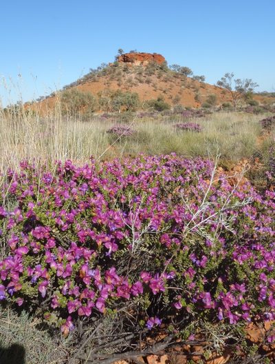 Eremophila cuneifolia, photographed by Thibaud Aronson