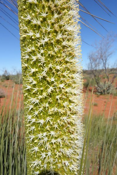 Xanthorrhoea thorntonii, photographed by Thibaud Aronson