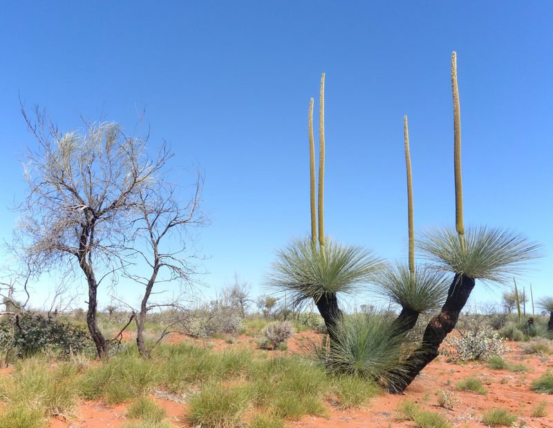 Xanthorrhoea thorntonii, photographed by Thibaud Aronson